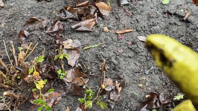 Как я сохраняю хризантемы мультифлора зимой. Туманное утро на Старой Даче. Архив 17 ноября 2023.