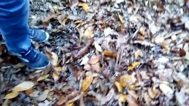 Жёлтый желтая лягушка смотреть онлайн
