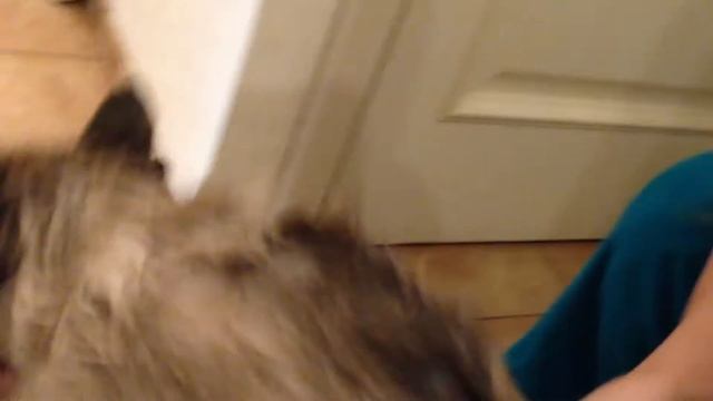 как помыть кота смотреть онлайн