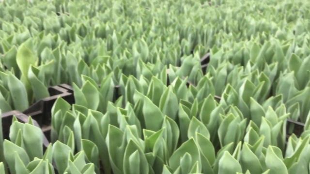 Выгоняем тюльпаны к 8 марта. смотреть онлайн