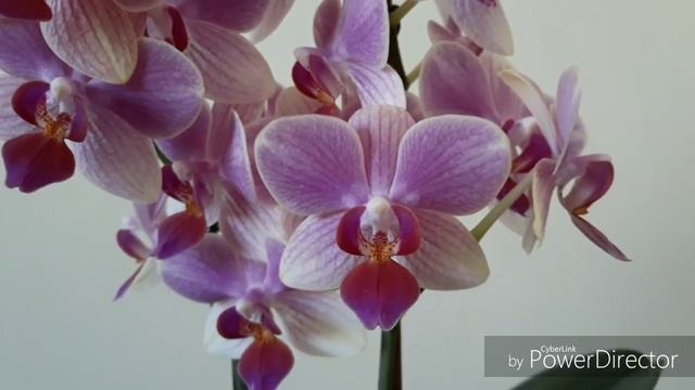 Phal. Summer Song. смотреть онлайн