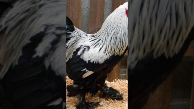 Самые большие петухи в мире Часть 1 #shorts смотреть онлайн