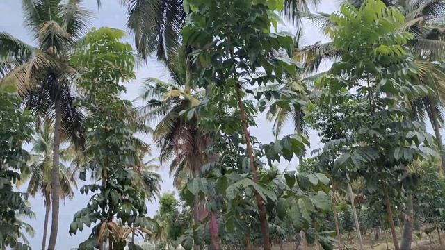 Mahogany  Swietenia Trees For Best Income