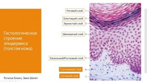 Дерматология 1. Вводная лекция по дерматологии