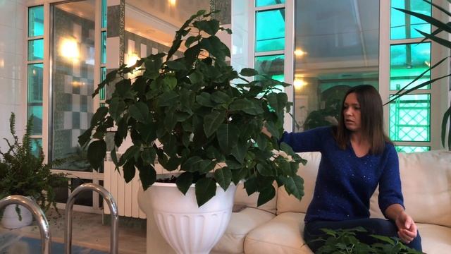 ПУАНСЕТТИЯ КАК СОХРАНИТЬ ПОСЛЕ ПОКУПКИ И ВЫРАСТИТЬ БОЛЬШОЙ 4К смотреть онлайн