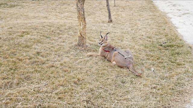 Каракал Алиса в Уткино смотреть онлайн