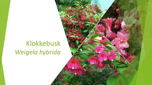 Klokkebusk смотреть онлайн