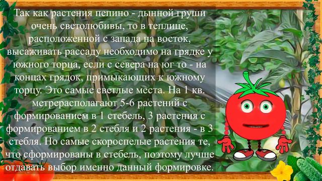 ПЕПИНО ВЗОЙДЕТ УЖЕ ЧЕРЕЗ НЕДЕЛЮ! смотреть онлайн