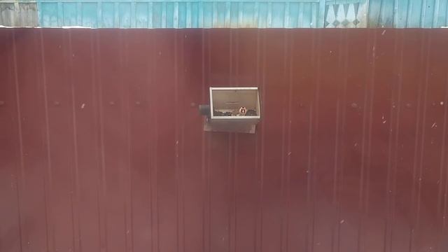 Птица щёголь смотреть онлайн