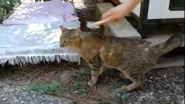 Alba, la dolce vecchietta. Gattile di cecina www.gattiledicecina.it смотреть онлайн