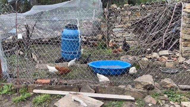 Светочка ругается. Жизнь израильтян в болгарском селе. 30 куриц. Кого выращиваем, что сажаем!!!