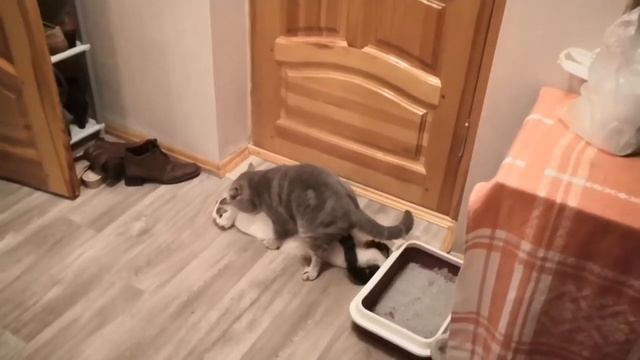 Mating cats: the whole process\ Вязка кошек: весь процесс смотреть онлайн