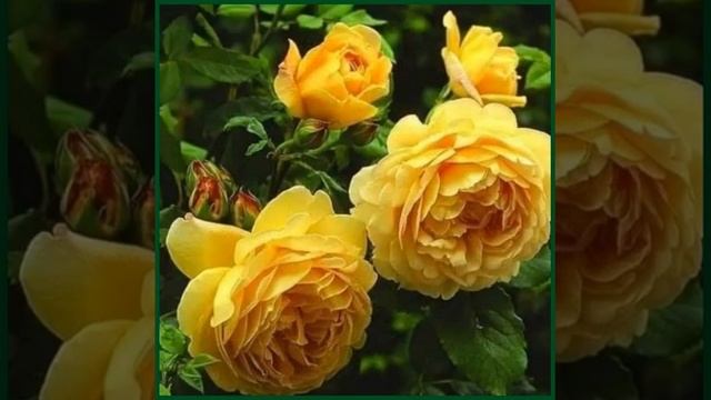 ОЛЯ, С ДНЕМ РОЖДЕНИЯ СУПЕР ПОЗДРАВЛЕНИЕ, ЗАМЕЧАТЕЛЬНЫЕ ПОЖЕЛАНИЯ КЛАССНАЯ ПЕСЕНКА В ИСПОЛНЕНИИ ГЕРД смотреть онлайн