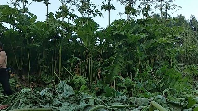 Косим борщевик ?