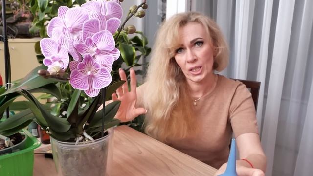 НОВЫЙ Биг Лип мультифлора. / Орхидеи Дарвин что им ПОМЕНЯЛА. смотреть онлайн