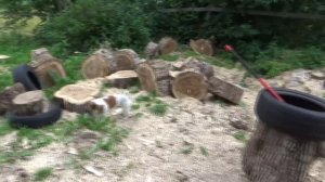 О пользе тополиных дров