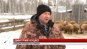 ВЕНГЕРСКАЯ МАНГАЛИЦА