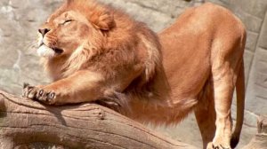 Энциклопедия для детей | Обо всем на свете | ПРО ЛЬВА