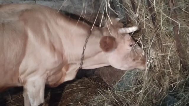 Моя первая коровка и самая первая в жизни дойка!!! смотреть онлайн