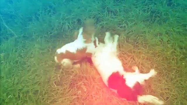 Cavaliers. Cavalier King Charles Spaniel. Кавалерчики. Кавалер Кінг Чарльз Спанієль.