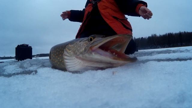 Первый лёд. Ловля щуки по первому льду . Щука на жерлицу. смотреть онлайн