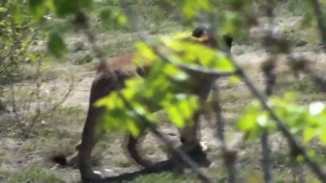 Крым. Сафари-парк "Тайган" смотреть онлайн