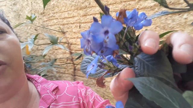 Quintal cheio de plantinhas, amo! Meu canto. смотреть онлайн