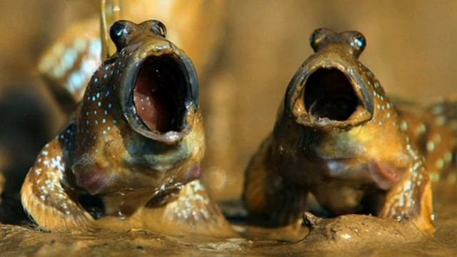 Красота водных созданий . #Природа прекрасна . смотреть онлайн