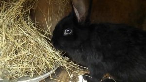 Можно ли кроликам овес  Кролиководство