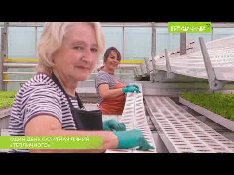 Один день салатной линии "Тепличного" смотреть онлайн