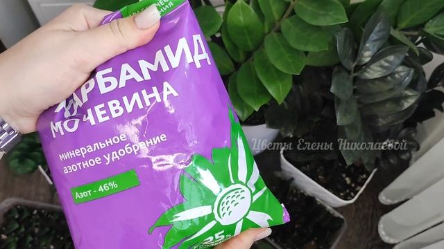 ПОЧЕМУ ЖЕЛТЕЮТ ЛИСТЬЯ У ЗАМИОКУЛЬКАСА? НЕ СОВЕРШАЙТЕ ЭТИХ ОШИБОК! Жалею, что РАНЬШЕ об этом не знал смотреть онлайн