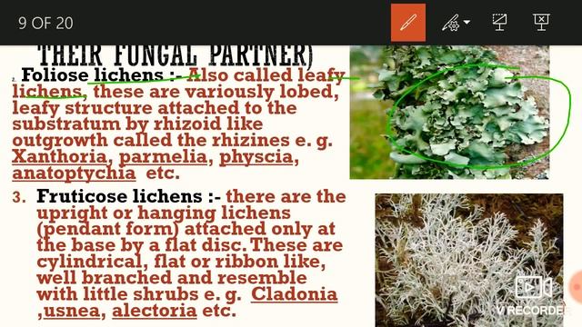 Thallus organisation and classification of lichens (part -1) смотреть онлайн
