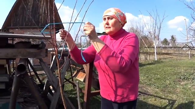 Как уберечь деревья от зайцев. Наш ответ медведке. Брест смотреть онлайн