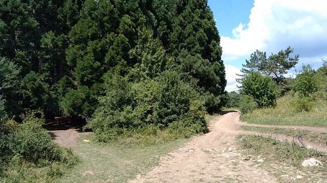 Секвойядендроны Крыма