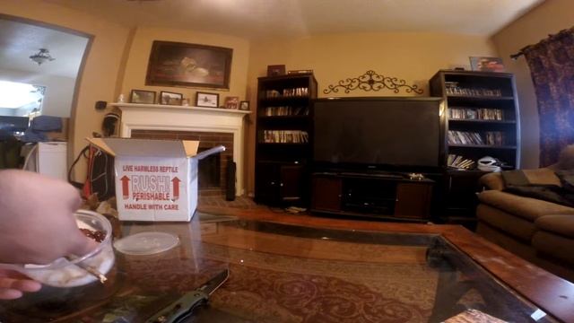 Red Jayapura Green Tree Python Unboxing + Bonus Footage смотреть онлайн