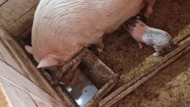 сожрут скоро друг друга! смотреть онлайн