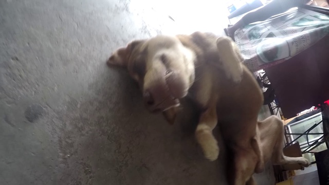 Жорик спит и подергивает лапкой