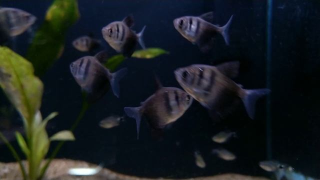 Gymnocorymbus ternetzi bij Aquarium Speciaalzaak Utaka смотреть онлайн