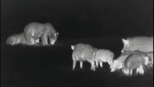 Pulsar Helion XQ 50 F