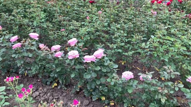 Поля роз начинают цвести.. смотреть онлайн