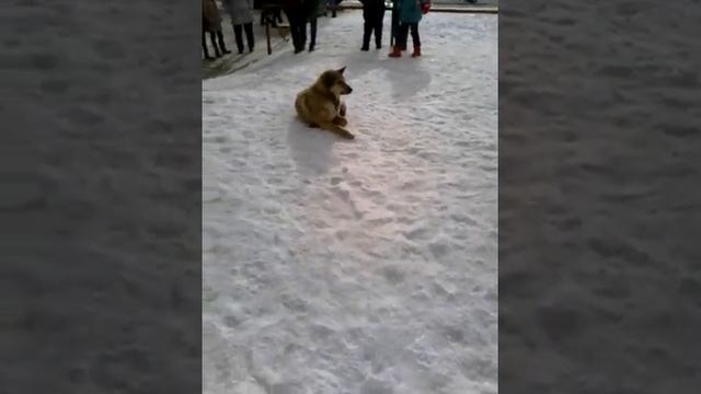 Опасная сабака кусает за ноги жесть смотреть онлайн