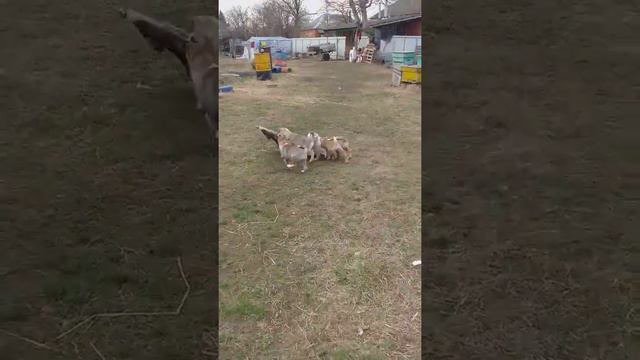 Притравка лайчат на борсука смотреть онлайн