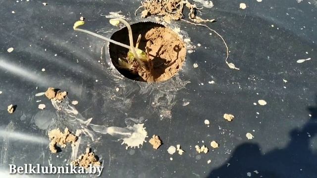 Мини трей. Mini tray. ?Клубника?.Strawberry. Опять обман_!_!_!.mp4 смотреть онлайн