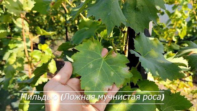 Уход за виноградом осенью смотреть онлайн