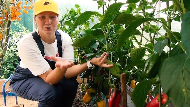 ПОЛИВАЙТЕ ЭТИМ ПЕРЕЦ В КОНЦЕ СЕЗОНА ДЛЯ УСКОРЕНИЯ РОСТА И БОГАТОГО УРОЖАЯ! смотреть онлайн