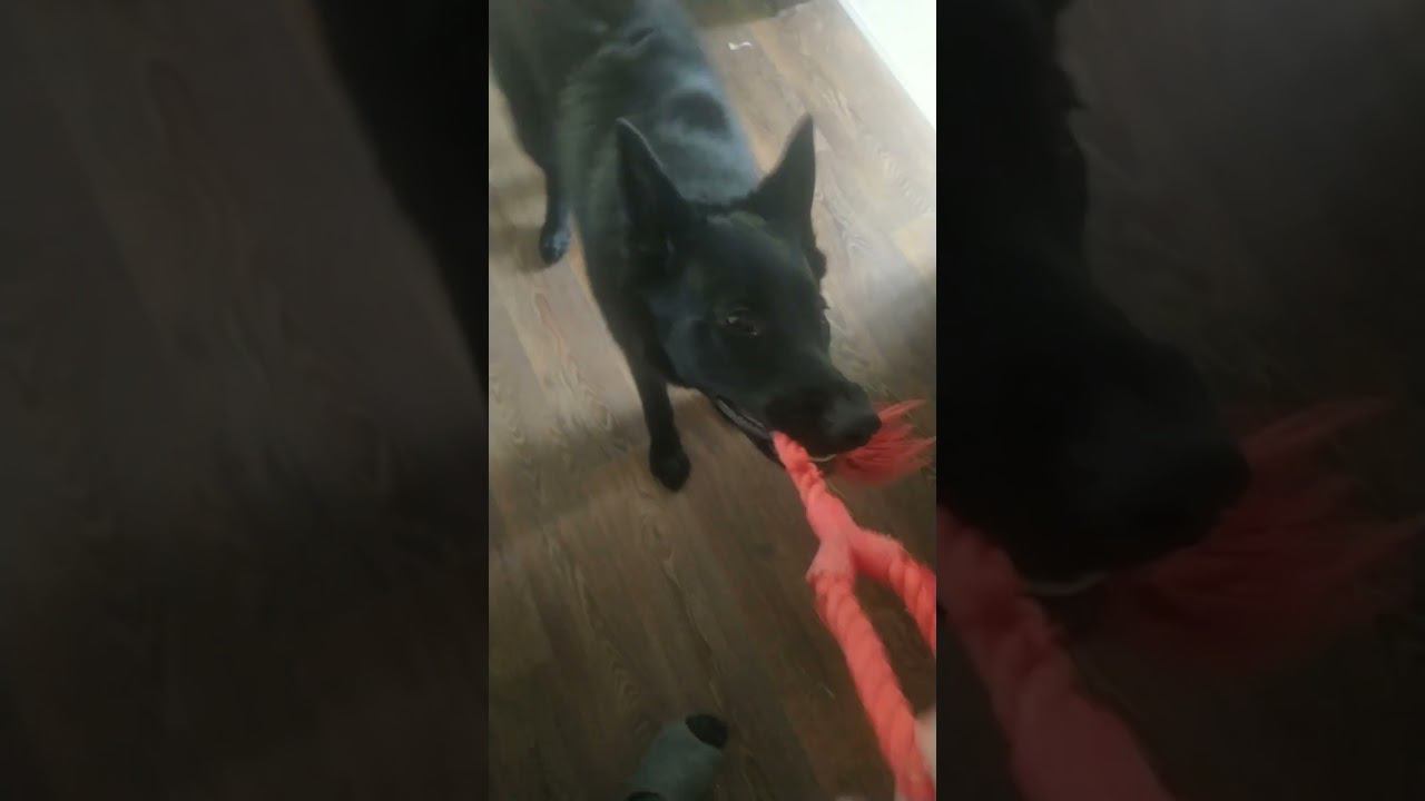 ВЕО черная Восточно Европейская Овчарка 32 смотреть онлайн