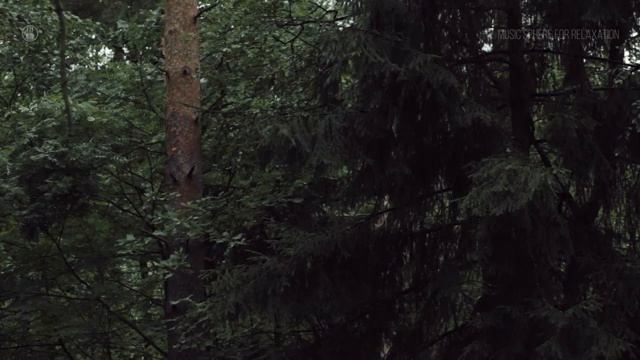 Epic Thunderstorm & Heavy Rain Sounds In Forest For Sleep, Studying Or Relax | 10 Hours White Noise