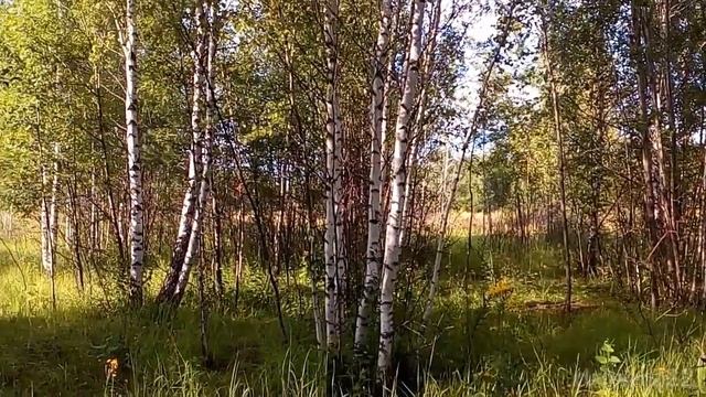 Август Лето Подмосковье смотреть онлайн