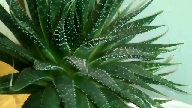 Анонс на цветение кактусов. Алоэ. смотреть онлайн