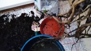 спасаю замиокулькас